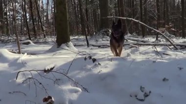 Alman çoban köpeği karlı bir yolda koşuyor..