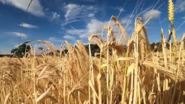 Mavi bulutlu gökyüzü arpa tarlası