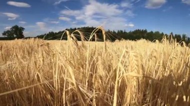 Mavi bulutlu gökyüzü arpa tarlası