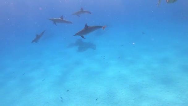 Delfine Spinner Delfine Ägypten Marsa Alam Sataya Reef Stenella Longirostris — Stockvideo