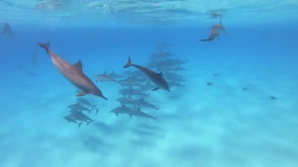 Dolphins Spinner Dolphins Στην Αίγυπτο Marsa Alam Sataya Reef Stenella — Αρχείο Βίντεο