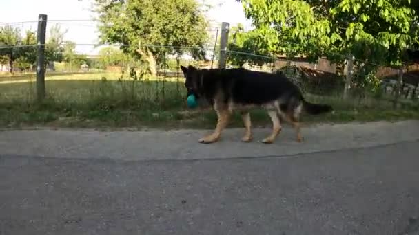 Saksalainen Shepard Dog Pelata Saalis Pallo — kuvapankkivideo