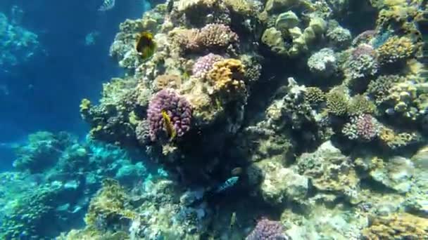 Peixes Tropicais Recife Coral Egito Marsa Alam Muitos Peixes Debaixo — Vídeo de Stock
