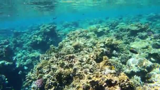Tropikalne Ryby Rafie Koralowej Egipcie Marsa Alam Wiele Ryb Pod — Wideo stockowe