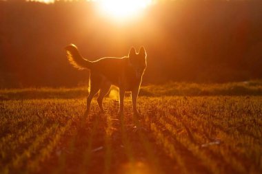 German Shepherd dog stand on field in sunset clipart