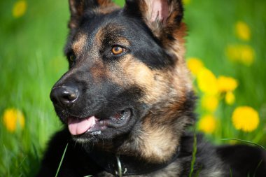güzel Alman çoban köpek çiçek çayır otur. Yeşil çimenlerin üzerinde sarı çiçek arka plan bahar