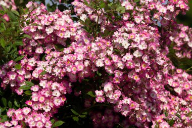 Bahçe gülleri, çalılık gül 