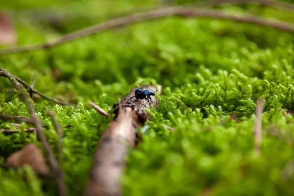 stock image Forest dung beetle (Anoplotrupes stercorosus) - small black beetle in the forest.