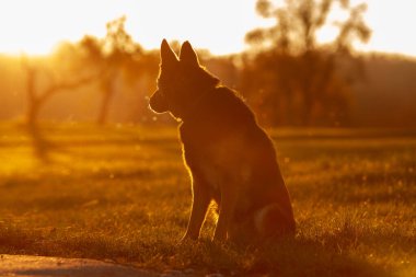 Alman çoban köpeği günbatımında tarlada oturur