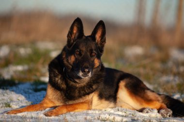 Kışın Alman çoban köpeği. Özenli bir çoban köpeğinin ön yüz portresi