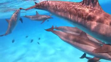 Yunuslar - Mısır 'da Dönen Yunuslar, Marsa Alam Sataya Resifi. (Stenella longirostris) 
