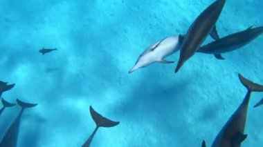 Yunuslar - Mısır 'da Dönen Yunuslar, Marsa Alam Sataya Resifi. (Stenella longirostris) 