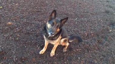 Alman çoban köpeği bir oyuncak yakalayıp oynuyor. Köpek eğitimden hoşlanıyor..