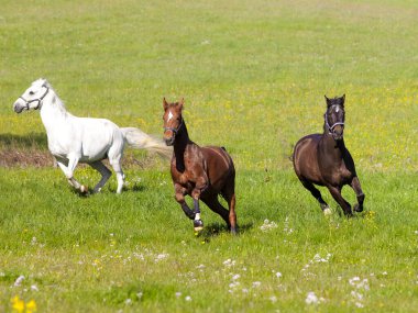 Bir grup güzel at otlakta dörtnala koşuyor.