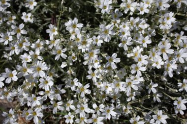 Yazın Karlı, Serastium Tomentosum Gümüş Halı