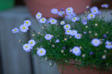 Mavi Daisy (Brachyscome angustifolia) bitkisi