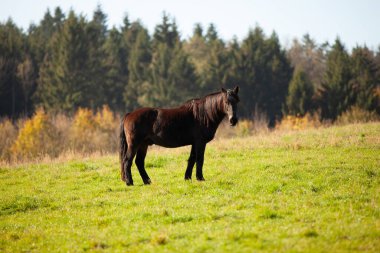 Uzun yeleli emekli atlar için emekliye ayrılmış yaşlı at.