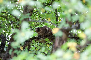 aşağıya bak kedi ağacında yüksekte
