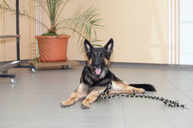 Ofisteki köpek, iyi eğitimli Alman kurdu, bir dükkanda, iş yerinde, işyerinde..