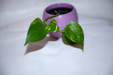 Altın Pothos, ev bitkisi, Altın Pothos (Epipremnum aureum)