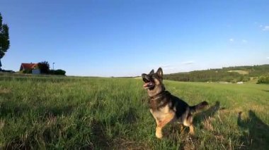 Köpek oynarken topu yakalamak için yükseğe zıplar. Alman çoban köpeği oyun ve antrenmanda