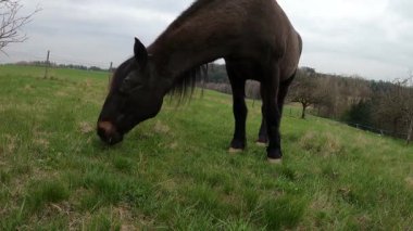 Aç bir at otlakta açgözlülükle ot yer. At çayırda otluyor..