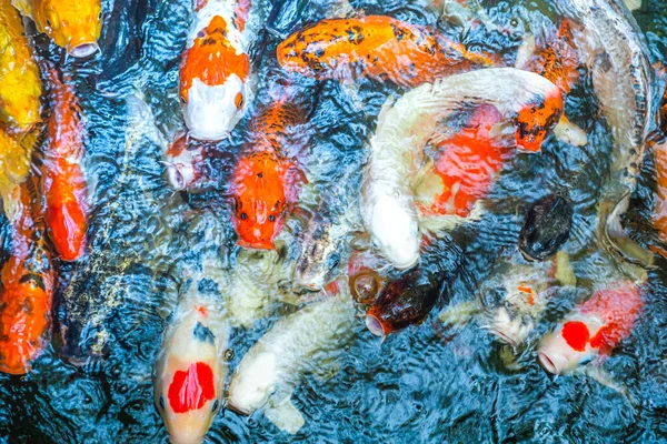 Top view colorful koi fishes in the pond often gather at the edge of the pond when they are hungry waiting for food, looking like a beautiful painting.
