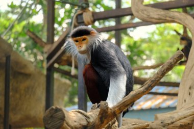 Bilimsel adı Pygathrix nemaeus olan kırmızı bıçaklı douc fillum koredatasında sınıflandırılmıştır, sınıf memelileri, sipariş maymunları. Beş farklı renge sahip bir maymun. Nadir bulunan ve uluslararası alanda korunan bir hayvan. Asya 'daki hayvanat bahçelerinde bulunabilir..