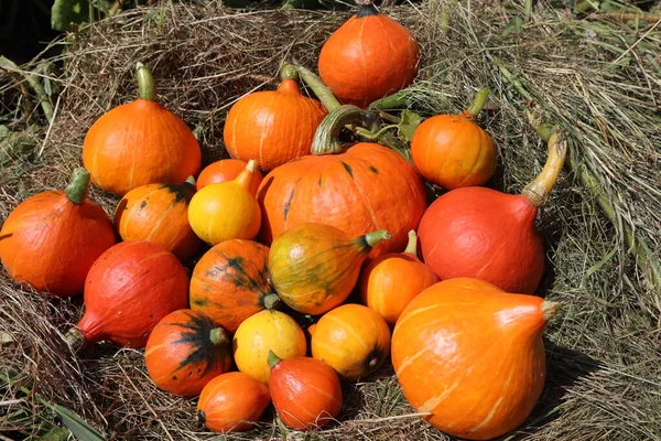 Урожай Апельсинових Гарбузів Різного Розміру — стокове фото