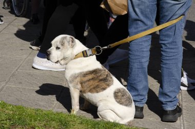 Safkan bir köpek sahibinin yanında tasma takar. Bir evcil hayvan kalabalığın yanında bekliyor..