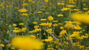 Canlı Sarı Yaban Çiçekleri Yeşiller Çayırında Açar, Baharı ve Yenilenmeyi Sembolize eder - Çevresel Temalar İçin Mükemmel