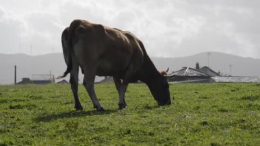Huzurlu Pastoral Sahne: Lone Brown Cow, dramatik Skyline ve Uzak Yapılarla Dolu Yeşil Çayırda Otlanıyor
