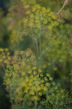 Güzel sarı kır çiçekleri yemyeşil bahar çayırlarında çiçek açıyor. Doğal güzelliğin ve ilkbaharın tazeliğinin sembolü.