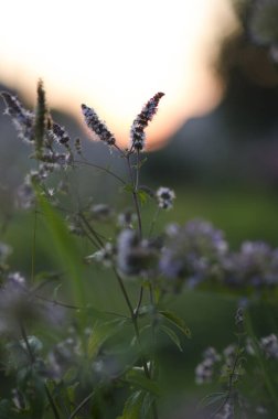 Vahşi Çiçeklerin Üzerinde Huzurlu Günbatımı Parıltısı: Yumuşak, Sıcak ve Aydınlatıcı Çiçeklerle Çekilen Huzurlu Doğanın Anı