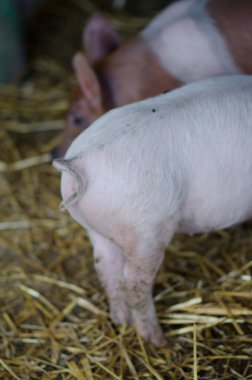Kırsal bir çiftlik ortamında saman yatağını keşfeden sevimli pembe domuz yavrusu, doğal yumuşak ışıkta yakalanır.