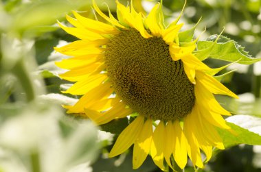 Full Bloom 'daki canlı ayçiçeği - Doğal Güzellik Yakın plan, Mevsimsel Temalar ve Çevresel Konseptler İçin Mükemmel