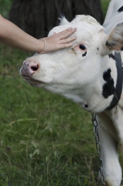 Zincire vurulmuş mandıra ineği ve yemyeşil otlaktaki insan eli arasındaki hassas etkileşim