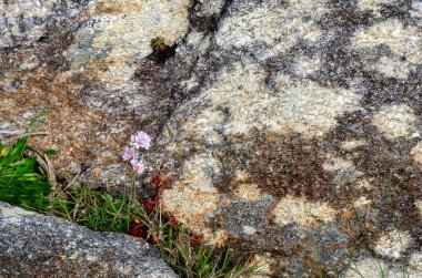 Doğal bir dağ manzarasında granit taşlar arasında açan narin kır çiçekleri. Çevre temaları için mükemmel olan esneklik ve doğanın güzelliğinin sembolü..