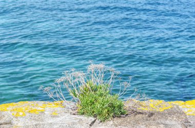 Turkuaz deniz suyunun üzerindeki kayalık bir uçurumda parlayan güneş ışığı altında yetişen vahşi sahil tesisi, deniz kenarında doğal bir yaz atmosferini anımsatıyor. Seyahat ve doğa temaları için mükemmel..