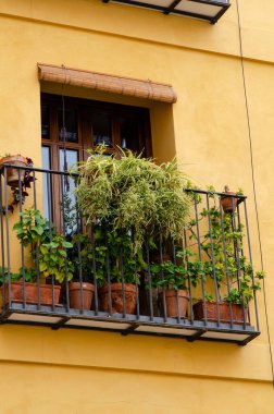 Parlak sarı bir duvarın karşısında çeşitli çiçek ve çiçek çeşitleriyle büyüleyici bir balkon, Akdeniz şehrinde rahat bir bahçe titreşimleri uyandırıyor..
