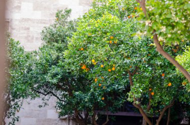 Olgun narenciye meyveleriyle dolu canlı portakal ağaçları güneşli bir avluda yetişir. Bereketli yeşillik mevsimlik ve seyahat kavramları için ideal, taze, Akdeniz atmosferi yaratır..