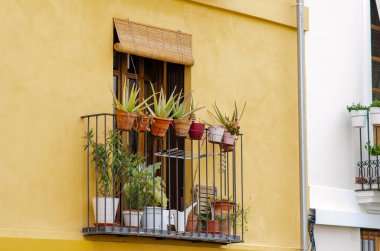 Yeşil saksı bitkileri ve sulu sularla süslenmiş rahat şehir balkonu, canlı sarı bir duvara dayanıyor. Bahçe işleri ve yaz ilhamı için mükemmel..
