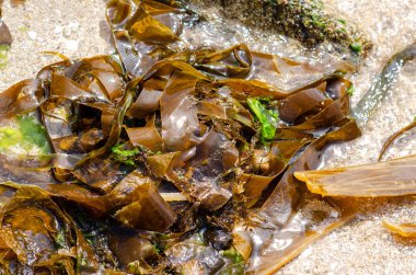 Taze kahverengi deniz yosunu kumlu bir sahilde kıyıya vurmuş, deniz dokuları ve canlı kıyı yaşamı sergiliyor. Doğa detayı, çevreyle ya da yiyecekle ilgili projeler için mükemmel..