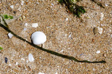 Beyaz bir deniz kabuğu ve kumlu bir sahilde yosun içeren doğal deniz geçmişi. Yaz konseptleri, rahatlama ya da deniz kenarı doğa detayları için mükemmel..