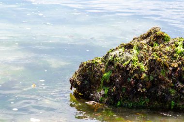 Ilık güneş ışığıyla aydınlatılmış, berrak sığ kıyı sularında canlı yeşil deniz yosunu ve alglerle kaplı dokulu bir kaya. Doğa, ekoloji ve deniz yaşamı kavramları için ideal..