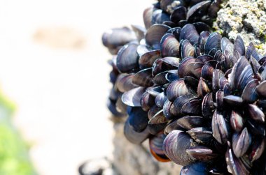 Güneş ışığıyla aydınlanmış kayalık bir kıyıya bağlı doğal kara midye grubu, deniz yaşamı çeşitliliği ve kıyı ekosistemleri sergiliyor. Doğa ve biyoloji kavramları için mükemmel..
