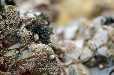 Engebeli deniz taşları üzerinde büyüyen midyeler ve yeşil alglerin yakın görüntüsü, doğal deniz biyolojik çeşitliliğini ve kıyı ortamındaki eşsiz okyanus dokularını yakalıyor..