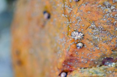 Deniz kıyısındaki portakallı bir kayaya bağlı midye ve deniz kabuklarının makro görüntüsü. Ayrıntılı kıyı dokusu, arka plan ya da deniz biyolojisi temaları için mükemmel..