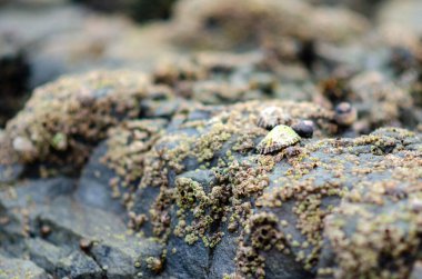 Kayalık sahili kaplayan midyeler ve salyangozlar alçak gelgitte deniz yaşamının detaylarını yakalıyor. Kıyı ekosistemlerini ve tidehavuz ortamlarını resmetmek için ideal.