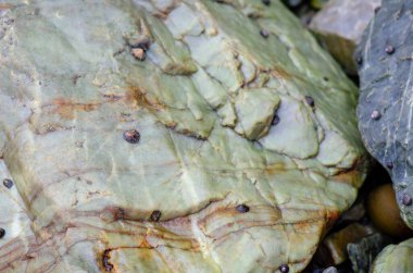 Canlı yeşil bir kayanın makro görüntüsü, küçük deniz salyangozları, doğal kıyı dokuları ve okyanus yaban hayatı sergiliyor. Özgeçmiş ve doğayla ilgili projeler için ideal.
